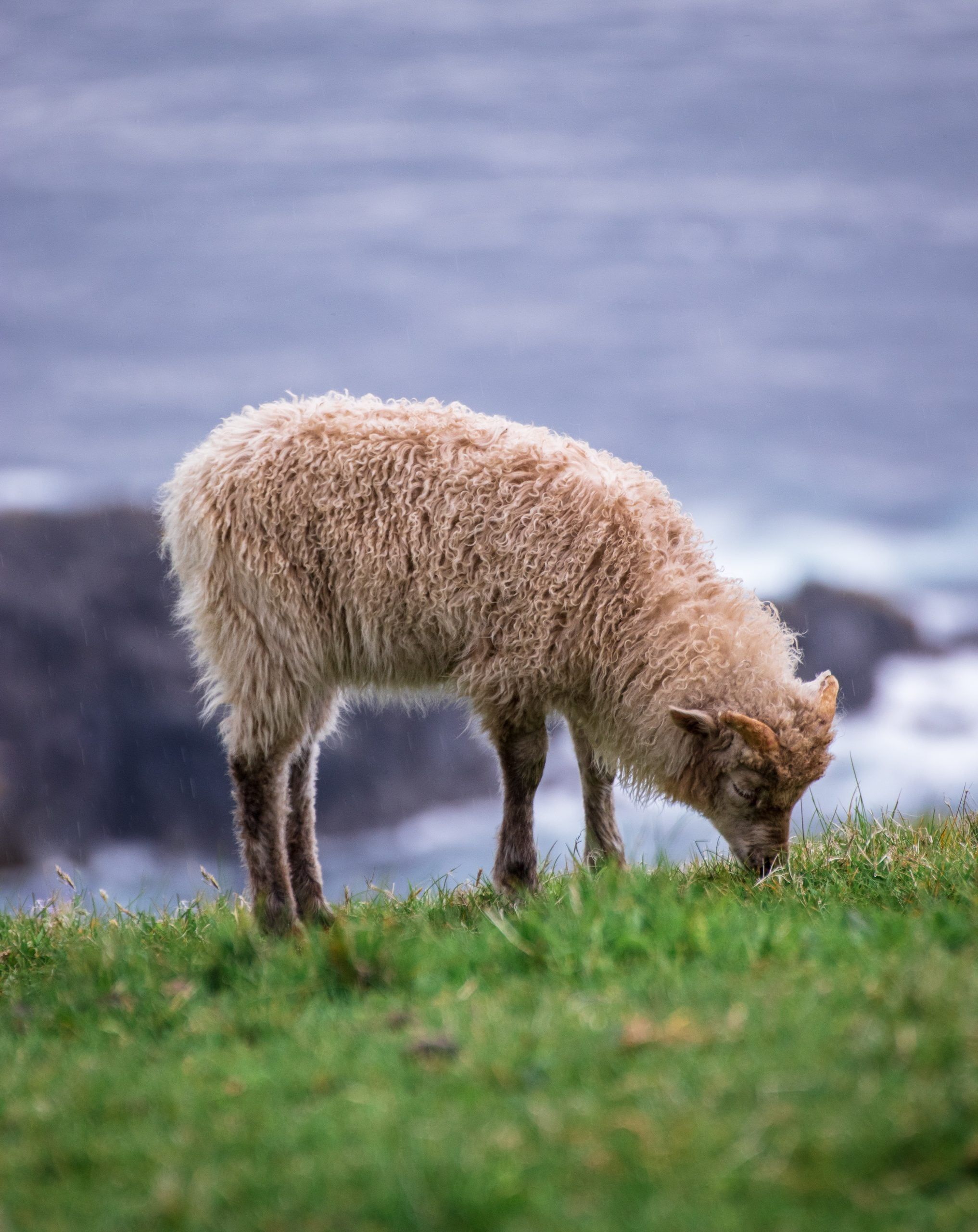 Faroe Islands Sheep: Photo by Tomáš Malík
