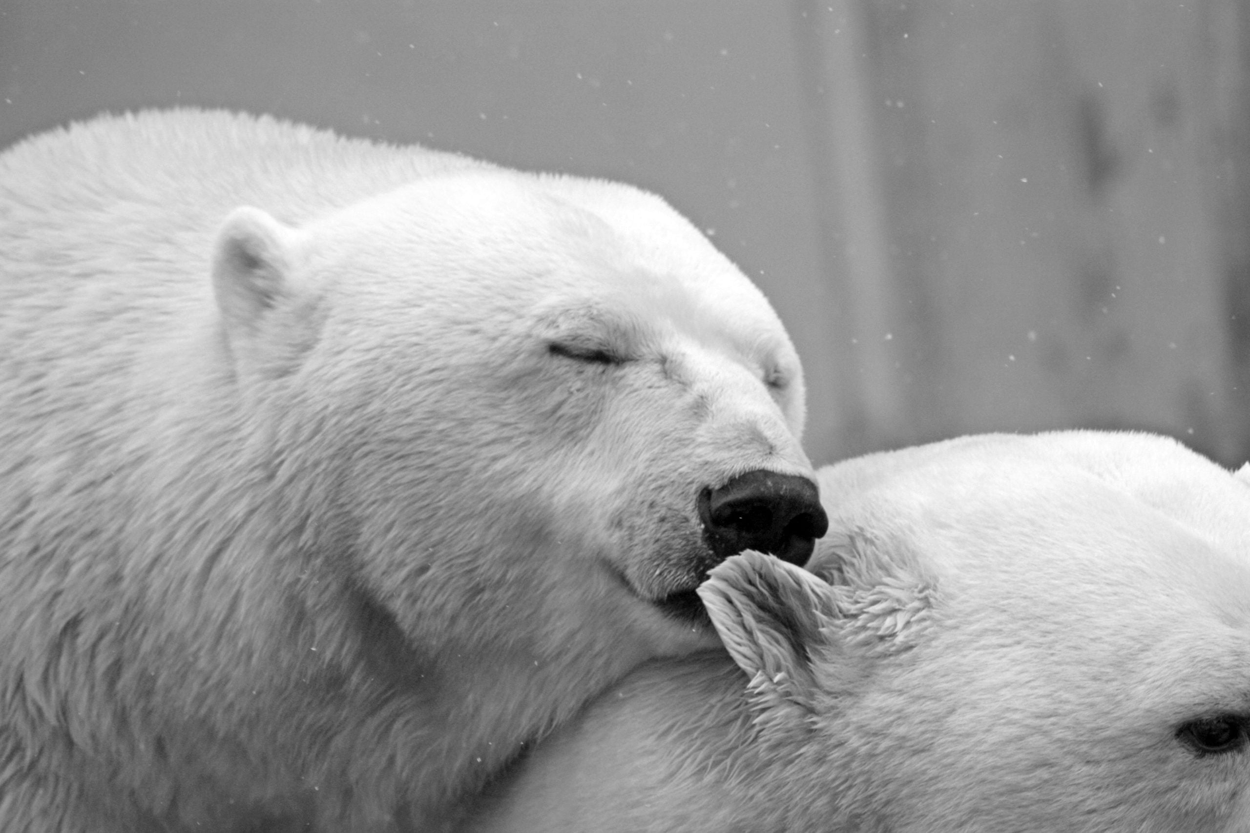 Polar Bear: Photo by Pixabay