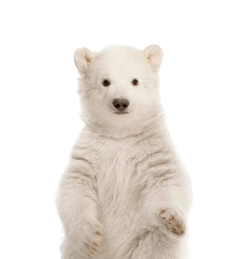 Fluffy white polar bear cub.