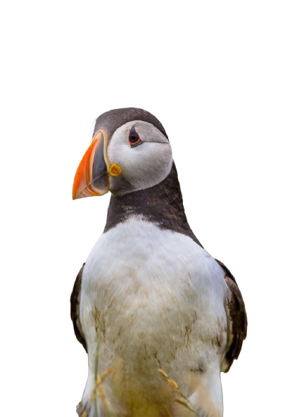 Colorful puffin with distinctive beak
