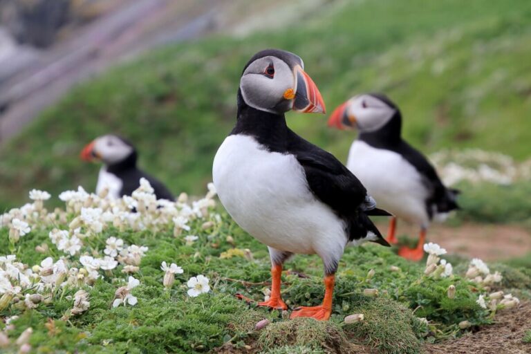 Three puffins among green flowers.