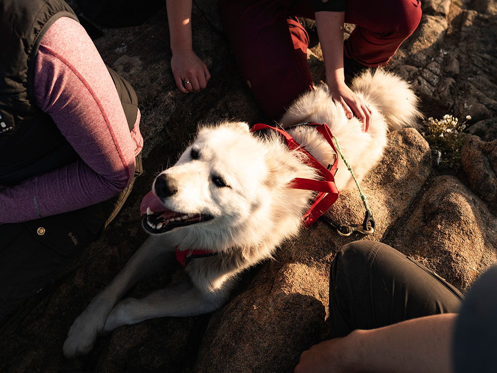 Dog sledding