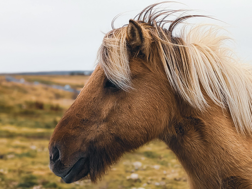 Horseback riding