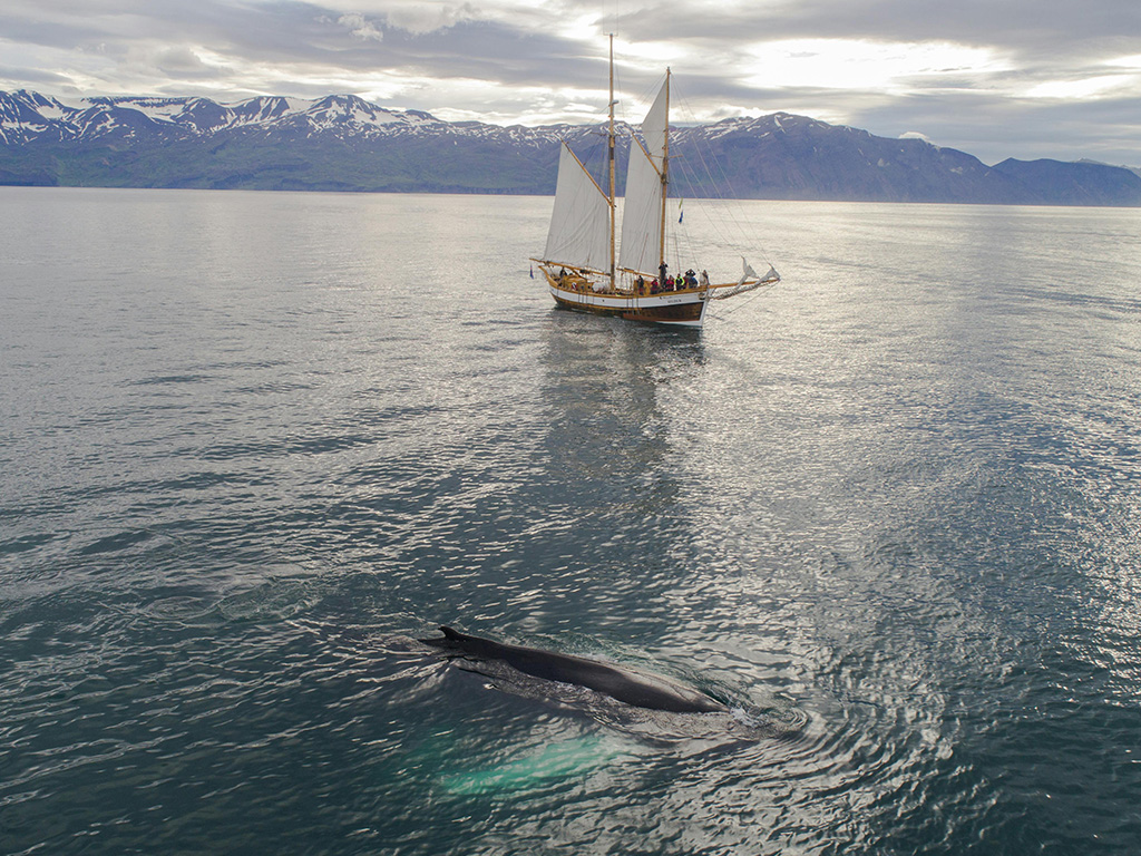 Whale watching