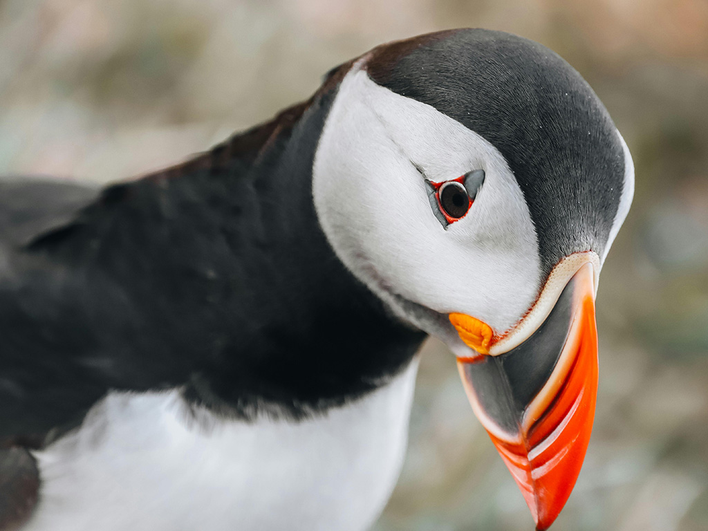 Puffin watching