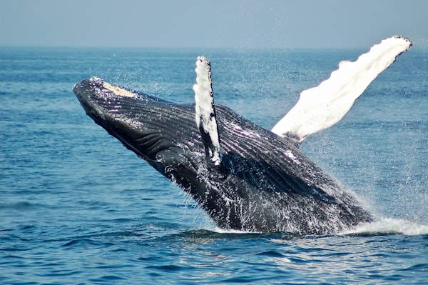 Whale watching